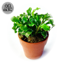 [수초스토어] 부세파란드라 웨이브그린 포트 음성 수초 / 골든나나 콩나나 활착 유목 구피 새우 어항 쉬운 은신처 부세 풍성한 흑사 무이탄 치어 베타 열대어