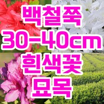 자산홍 백철쭉 철쭉 묘목 꽃 나무 철쭉마켓 백철 베니 정원 마당 조경수 정원수 전원주택 아파트 울타리 키우기 화목류 철죽 농원 조경 꽃나무 울타리 수목 연산홍 영산홍, 흰색(백철쭉)30-40cm전후또는이상