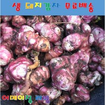 참구수한 생 돼지감자 자색 돼지 감자 5kg 10kg 10박스 + 사은품 국내산 100% 뚱딴지 장아찌 차 음료 미네랄 비타민E 베타카로틴 이눌린 니아신 당 이 건강식품, 1박스