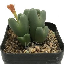 축전(은장/고노피티움)-하트모양/다육식물, 1개