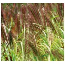 (산림종자씨앗) 수크령(kg) S2968
