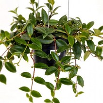 오렌지볼 키우기 쉬운 실내 공기청정 행잉 공중 식물 화분 화초, 상세페이지 참조