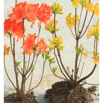 [이삽저삽]황철쭉홍철쭉묘목(6주묶음/키30-40cm) 황철쭉 홍철쭉 (2색상) / 봄꽃 철쭉 야생화 매력적인 철쭉나무 관상용, 홍철쭉(6주묶음)