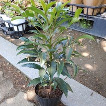 [성심] 만냥금099