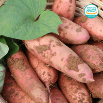 태안 산지직송 해풍맞은 호박고구마 5kg (특상/100g~290g), 1박스