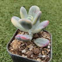 다육세상 다육이 방울복랑금, 1개