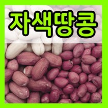강낭콩 씨앗 호랑이콩 울타리콩 완두콩 작두 적작두콩 아라리 팥 녹두 율무 깨 옥수수 땅콩 서리태 메주 쥐눈이 렌틸 종자 파종 재배 슈퍼 땅콩 씨 종자 키우기 모음, 12.자색땅콩 20g, 1개