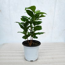 미스터플랜트 키우기 쉬운 커피 나무 소품, 1개