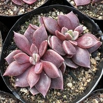 [올식스] 인디카 다육식물 플랜테리어 반려식물 공기정화식물 개업화분