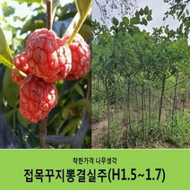 착한가격 나무생각 / 접목꾸지뽕 / 1.5~1.7m / 결실주