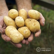 지금수확중 22년 수미 햇 감자 2kg 3kg 5kg 10kg 간식 수미감자, 햇감자10kg 중(통구이용)