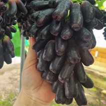 스윗킹 국산 경북 김천 블랙사파이어 가지포도 크림슨포도, 블랙사파이어 1.5kg, 1개