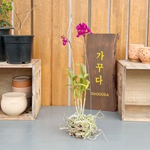 가꾸다 덴드로비움 바케리아 원종 희귀식물 공중식물 행잉