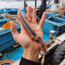 자연산 동해안 산지직송 내장 통찜 총알 오징어, 500g(급냉), 1개