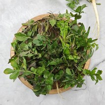 남도사랑 [땅끝텃밭]해남 세척 냉이 나물 1kg, 1