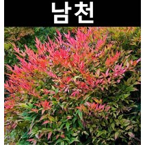 남천 10cm포트 3개/나무 묘목/활엽수/정원용