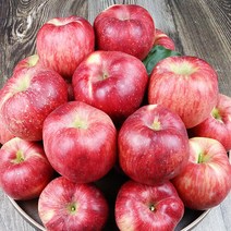 사과선물용부사 청송꿀사과 청송사과유명한곳, 일반 선물용 5kg