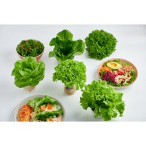 [당일수확] 유러피안샐러드 프리미엄 샐러드용야채 프리아이스외 모둠채소 1kg, 3~4종류 섞어서 1kg