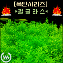 [수초폭탄] 구피와 새우의 완벽한 은신처 펄글라스(65줄기) 초보수초 레이아웃 미니어항