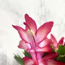 게발선인장 빨강 중품 핑크빛레드