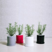 꽃피우는청년 허브식물 로즈마리 화분 1+1 학생방 공부방에 두기 좋은 공기정화식물 (유광 원형 화분), 화이트+그레이