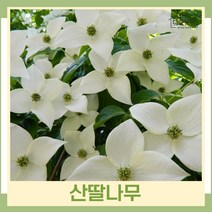 산딸나무 묘목 실생1년생 뿌리 특묘 5개