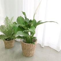 실내 공기 미세먼지 정화 식물 거실 화분 극락조 여인초 아레카야자 뱅갈고무나무 키우기 집들이, 유칼립투스