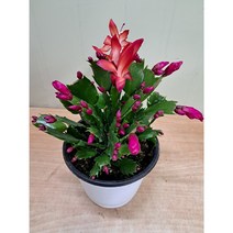 게발선인장 빨강 중품, 1개