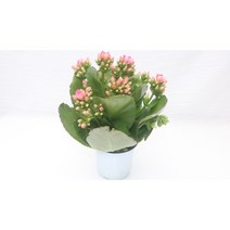 [골든플랜트] 카랑코에 노블카랑코에 칼랑코에노블 다육식물 전자파차단식물 선인장 인기많은다육식물 꽃
