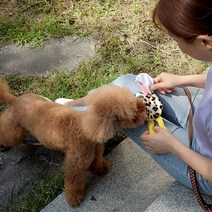 강아지봉제인형장난감 터그놀이 바니린향 소리나는 장난감, 1개, 랜덤발송