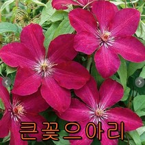으아리적색(클레마티스)개화포트-품종랜덤발송-/나무 묘목판매