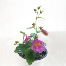 천목지황