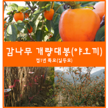 착한가격 나무생각 감나무모음, 개량대봉(야오끼) 1등묘, 9999개