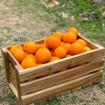 제주도 농장직송 과일 만감류 고당도 카라향, (정품) 10kg, 1개