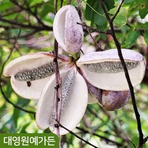 으름나무 3종 - 백화 홍화 대실 덩굴식물 2주, 03. 대실으름 2주