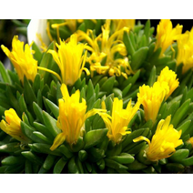 노랑송엽국-황엽국 8cm포트묘 5개 노지월동 다년초 [케이야생화]