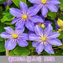 충주원예조경 클레마티스(유스타)*포트묘, 주