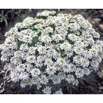 이베리스 Snow Cushion White(약 40 립)