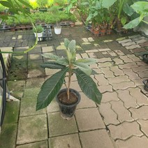 반려식물 비파나무 중대품 약초식물 4070149, 1개