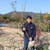 살구나무 묘목 플럼코트 3년생결실주 심포니 티파니 하모니, 티파니 3년생 결실주
