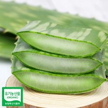 권도영알로에 식용 생알로에 사포나리아 1kg 유기농 생잎, 1봉