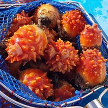 통영장어농장 통영 멍게 1~10kg 활멍게 꽃멍게, 1개, 활멍게 10kg