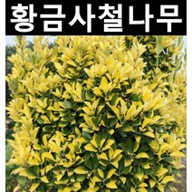 황금사철 10cm포트 5개/나무 묘목/상록수/조경용
