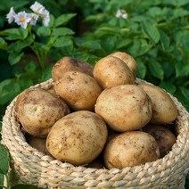 빛고을장터 국내산 포슬한 감자 10kg 5kg 3kg내외, 1box, 감자 (왕특) 10kg내외