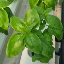 안산팜 무농약 스위트바질 생잎 1kg, 1개