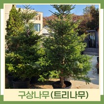 구상나무 묘목 트리나무 키1m(분) 1개