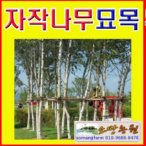 (G소망)백자작(자작나무)묘목(2년생) 10그루, 10개