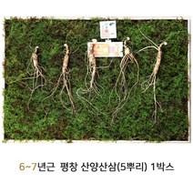 산삼어람 자연 산양삼 6-7년근 산양산삼 5뿌리 장뇌삼 야생삼 강원도 평창 부모님선물세트 산삼, 1박스, 상세설명