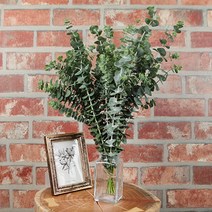 실내공기정화식물 유칼립투스 블랙잭 생화, 1단