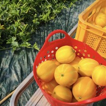 당일발송 못난이 성주 참외 랜덤과, 1개, 2kg(랜덤과)